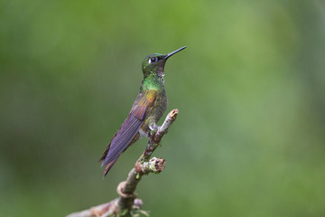 beija-flor-rubi ( Heliodoxa rubricauda )