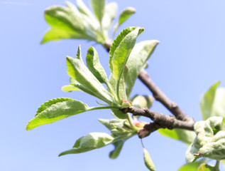 Spring, bright and sunny day. The apple tree is just beginning to blossom. Leaves close-up.