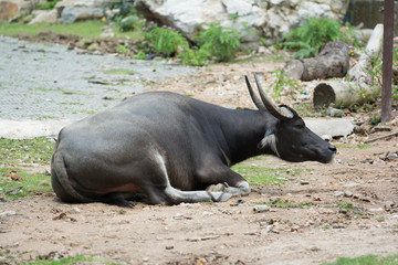 a black buffalo crouch on ground