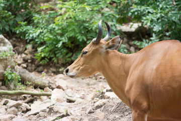Naklejka na ściany i meble a brown buffaro in the forest