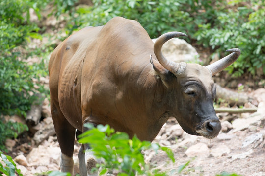 a brown buffaro in the forest