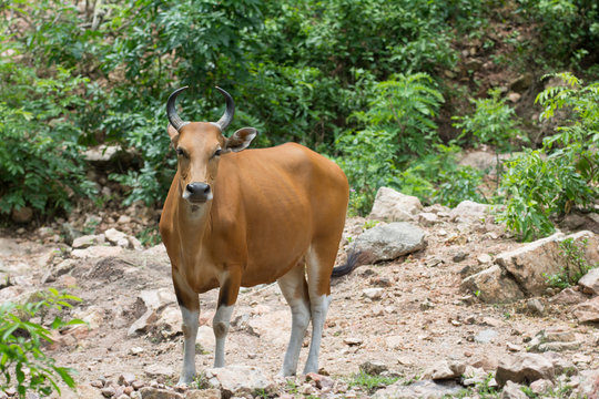 a brown buffaro in the forest