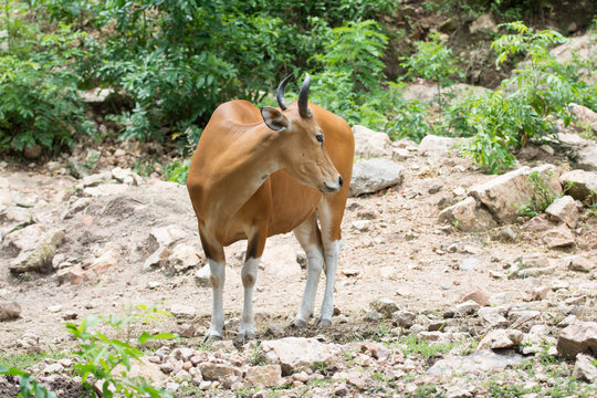 a brown buffaro in the forest