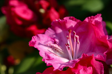 Rhododendrons / The rhododendrons are a genus of the family Ericaceae