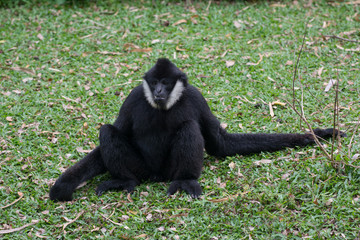 a black gibbon on the ground