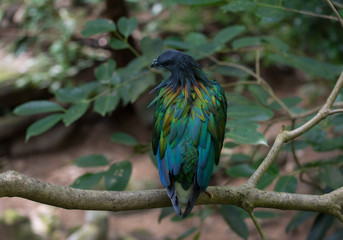 a colorful bird on branch of tree