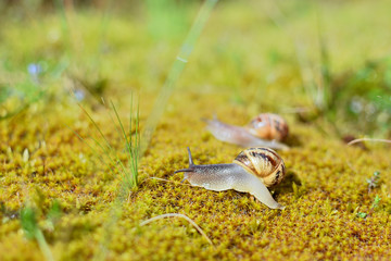 gros plan sur des escargot
