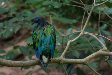 a colorful bird on branch of tree