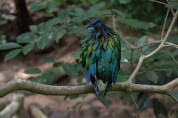 a colorful bird on branch of tree