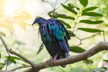 a colorful bird on branch of tree