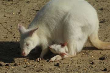 kangourou albinos avec son petit dans sa poche