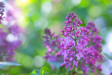 Obraz premium Lilac in violet toning, blossoming lilac in sunlight, purple flowers with copy space, blank for postcard, blurred background, festive bouquet