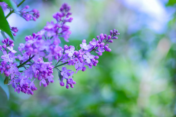 Lilac in violet toning, blossoming lilac in sunlight, purple flowers with copy space, blank for postcard, blurred background, festive bouquet
