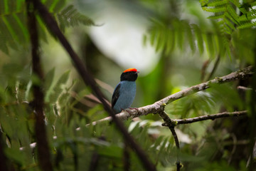 tangará ( Chiroxiphia caudata )