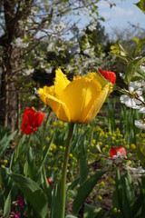 wiosna w ogrodzie,wiosenne rośliny,tulipan ,kwitnące drzewa i kwiaty
