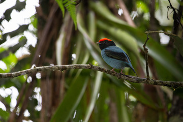 tangar&aacute; ( Chiroxiphia caudata )
