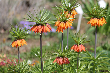 General view of the group of flowering plants of crown imperial flower or Fritillaria imperialis