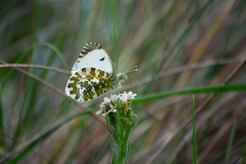 gros plan sur un papillon : aurore