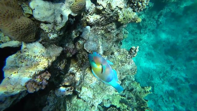 A bright parrot fish sails among the corals of the Red Sea.