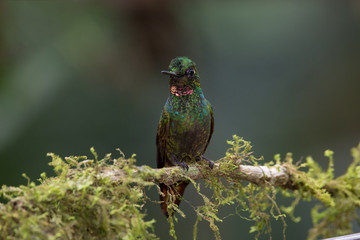 beija-flor-rubi ( Heliodoxa rubricauda )