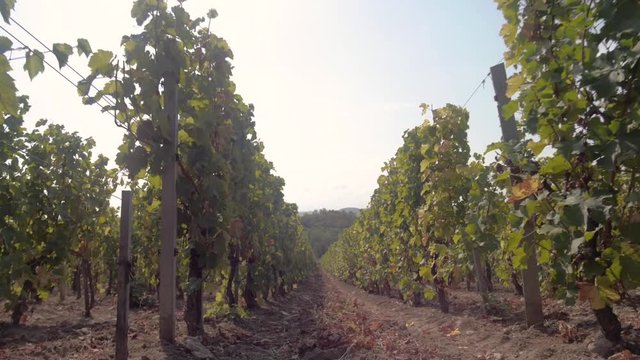 rows of young grapes in the vineyards