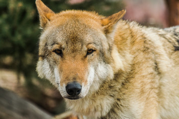 Fototapeta premium Grey wolf (Canis lupus) face looking at you