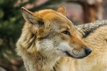 Grey wolf face  (Canis lupus) looking to the right