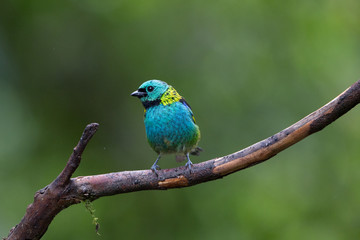 sa&iacute;ra-sete-cores ( Tangara seledon )