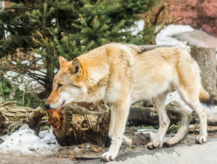 Grey wolf (canis lupus) going to the left