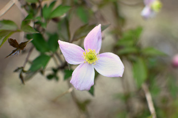 Fototapeta premium gros plan sur une fleur