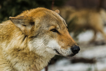 Fototapeta premium Grey wolf face (canis lupus) looking to the right
