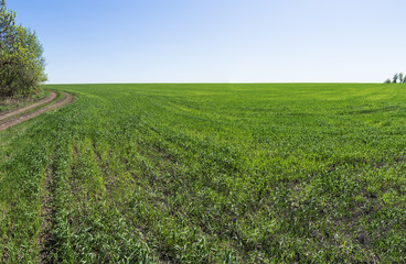 Fototapeta na wymiar Panoramic view of the field of young winter wheat on blue sky background. New shoots of a winter wheat