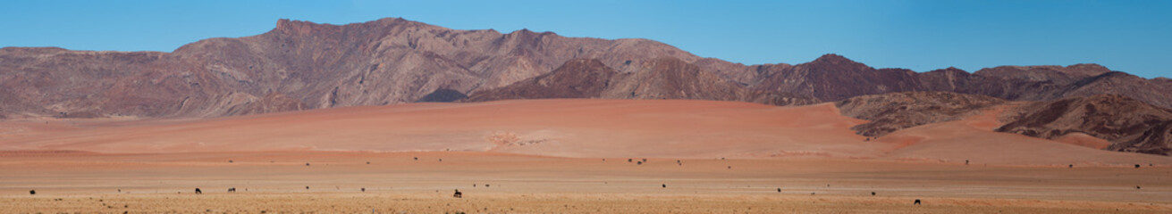 Desert horses in their environment