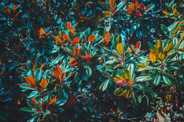 Magnolia tree leaves summer botanical background