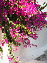 Pink flowers against a white wall