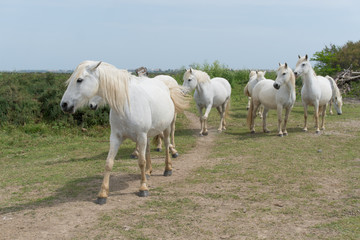 Obraz na płótnie Canvas Un troupeau de cinq chevaux blancs de Camargue 
