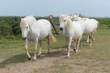 Obraz na płótnie Canvas Un troupeau de chevaux blancs de Camargue 