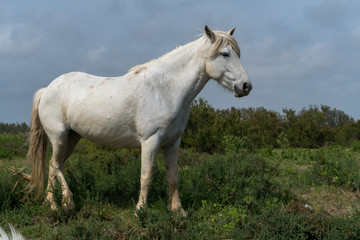 Obraz na płótnie Canvas cheval blanc de Camargue de profil avec la végétation des marais