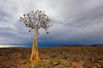 Quiver tree in the Fish River Canyon