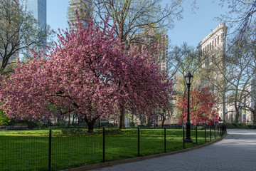 Blossom trees in Madison Square park