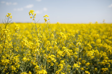 field of rapeseed with beautiful cloud - plant for green energy
