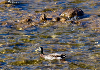 Like a Duck to Water