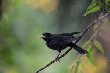 guaxe ( Cacicus haemorrhous )
