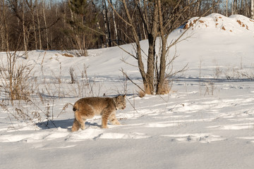 Canadian Lynx (Lynx canadensis) Walks Right Licking Nose