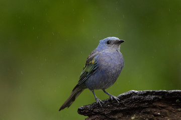 sanhaçu-de-encontro-amarelo ( Tangara ornata )