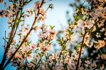 Peach Blossoms Blooming in Spring