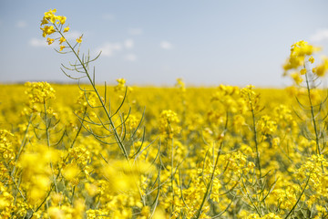 Obraz premium rapeseed, rapeseed field, field with rape, blossoming field