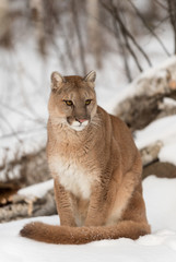 Naklejka premium Dorosła samica Cougar (Puma concolor) siedzi, patrząc zrzędą