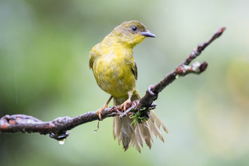 catirumbava ( Orthogonys chloricterus )