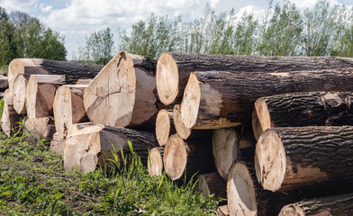 Stacked tree trunks waiting for transportation